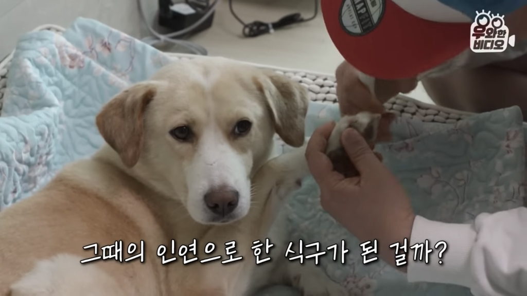 목숨을-걸고-한-달-만에-집으로-돌아온-강아지..jpg-16-이미지