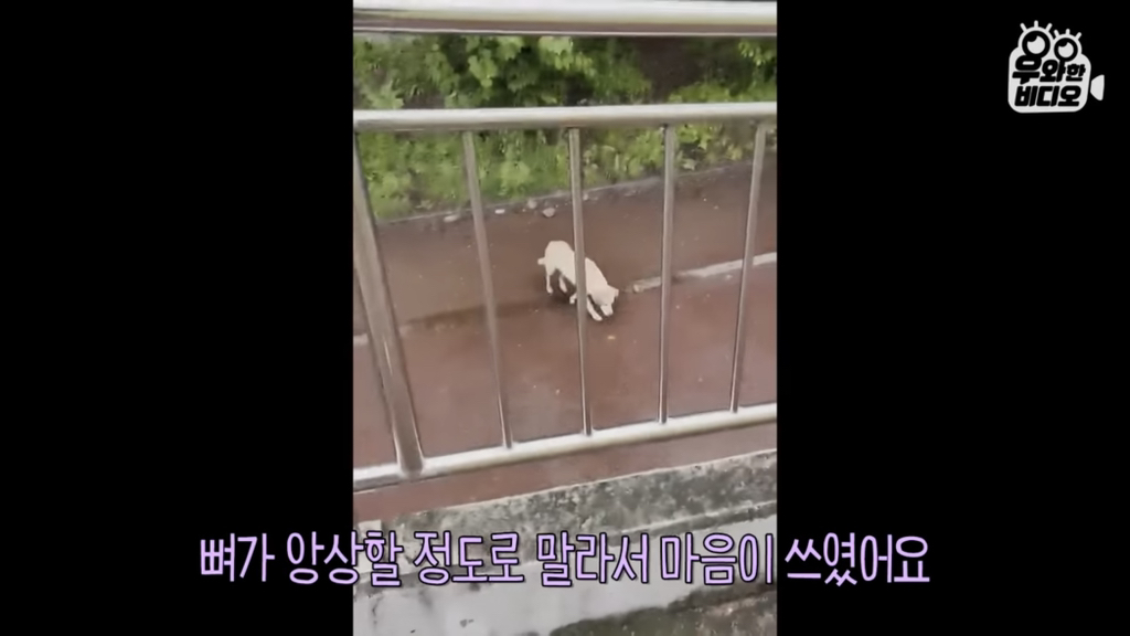 목숨을-걸고-한-달-만에-집으로-돌아온-강아지..jpg-65-이미지