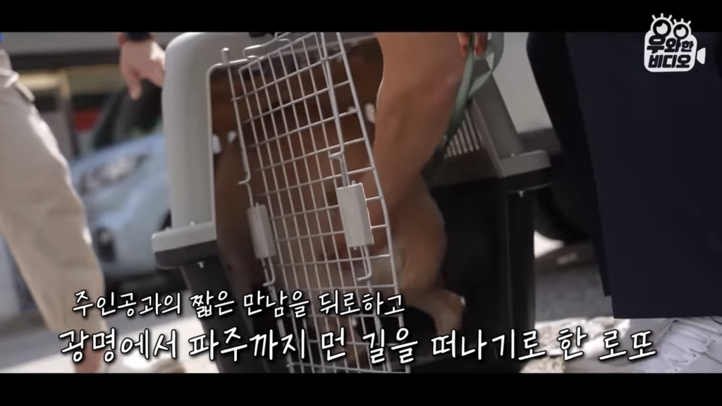 목숨을-걸고-한-달-만에-집으로-돌아온-강아지..jpg-28-이미지