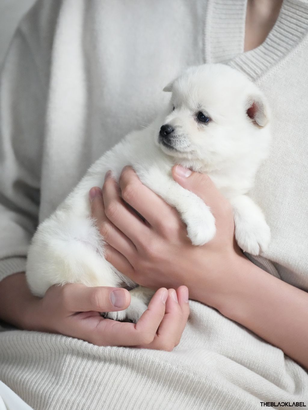 뭔진-몰라도-박보검이-개큰잘못을한듯-7-이미지