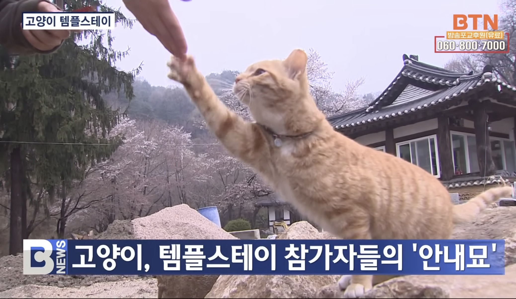 고양이-템플스테이-1-이미지