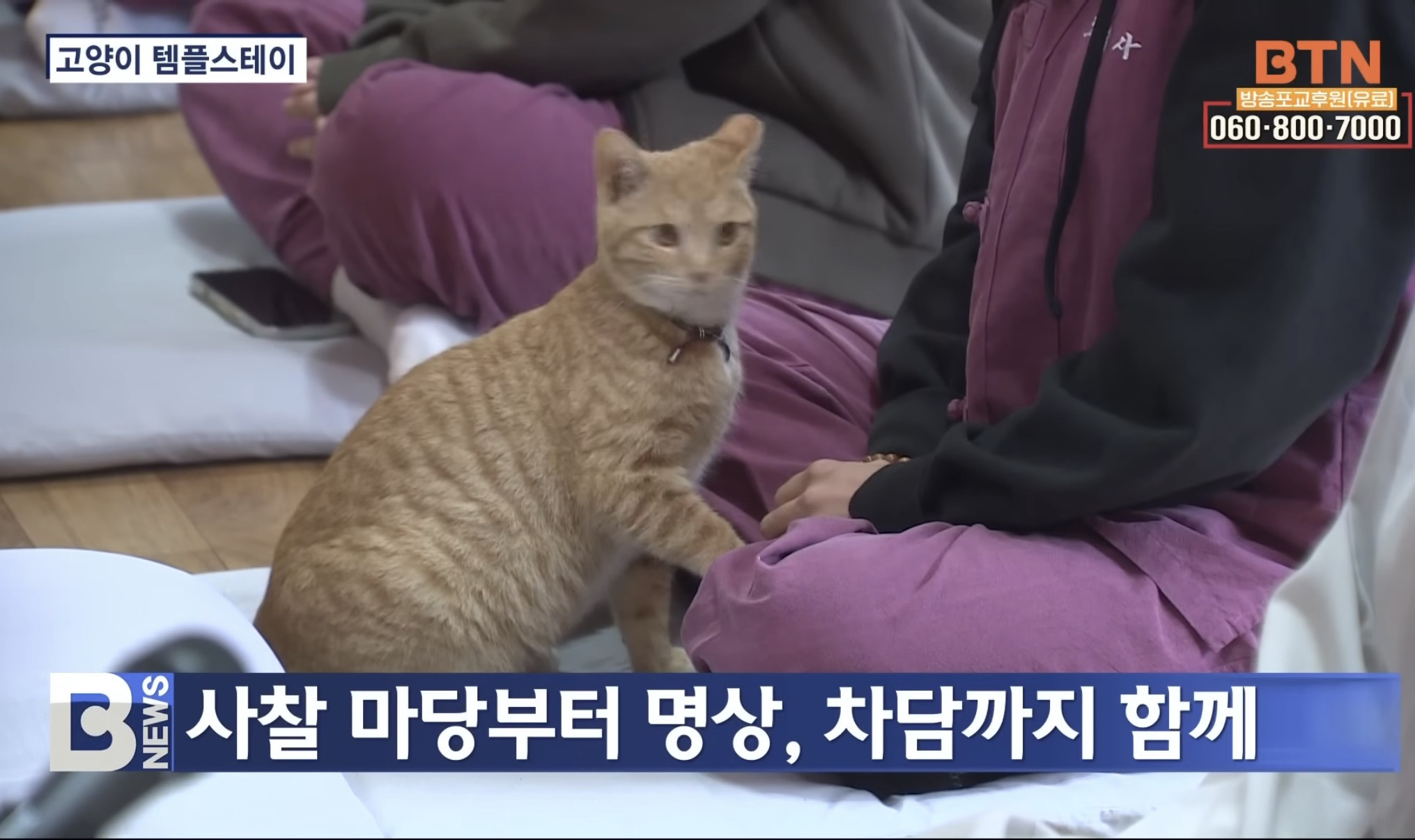 고양이-템플스테이-4-이미지