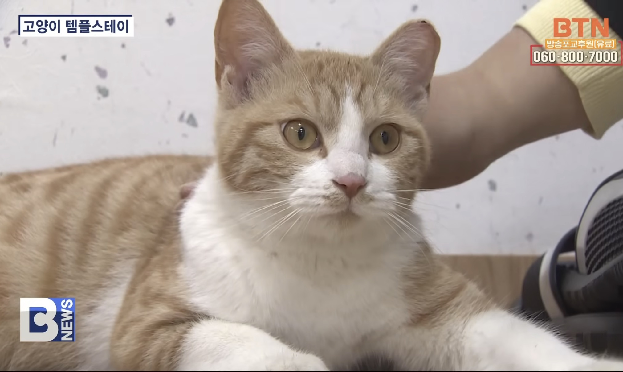 고양이-템플스테이-3-이미지