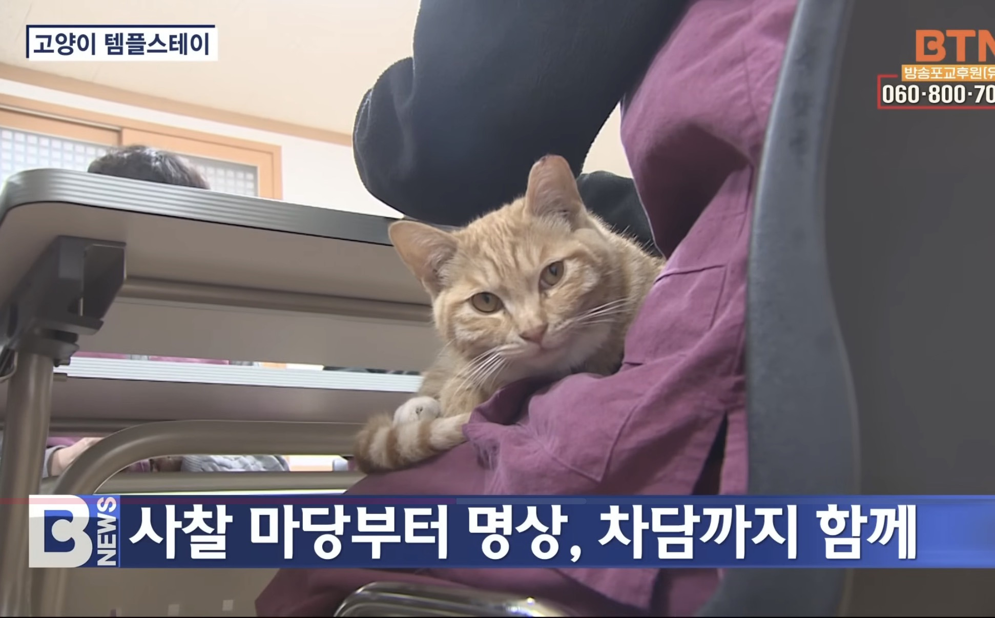 고양이-템플스테이-5-이미지