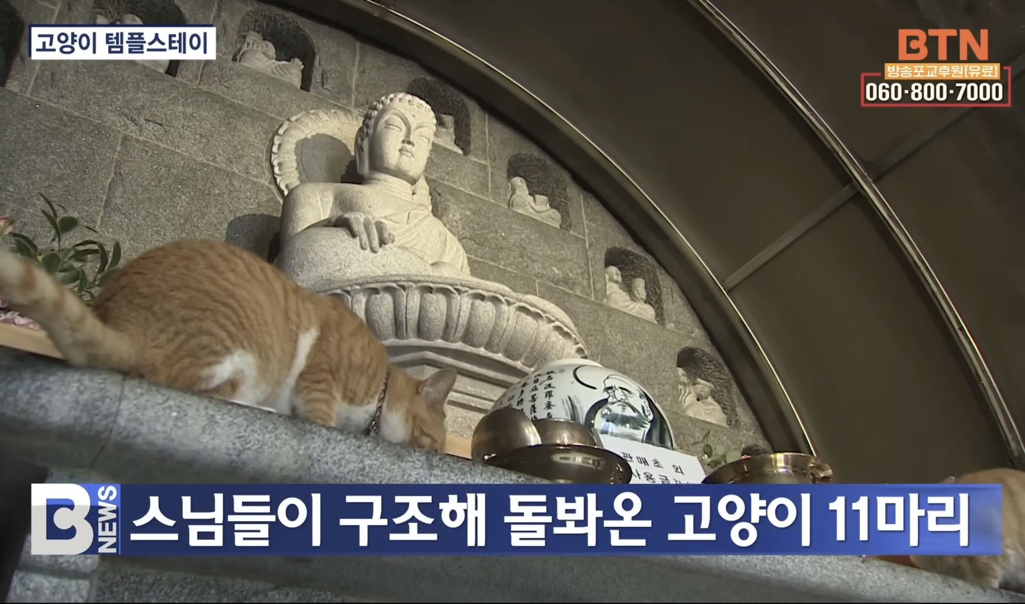 고양이-템플스테이-0-이미지