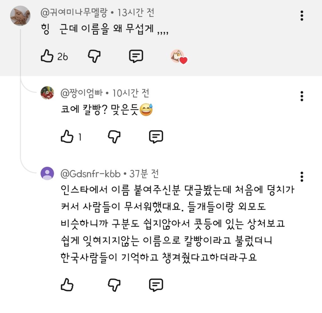 한국인만-반기는-이집트-강아지-칼빵이-9-이미지