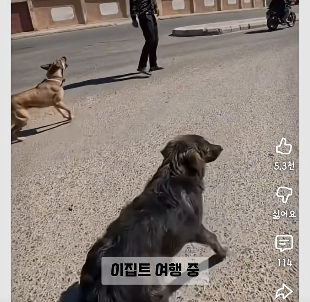 한국인만-반기는-이집트-강아지-칼빵이-0-이미지