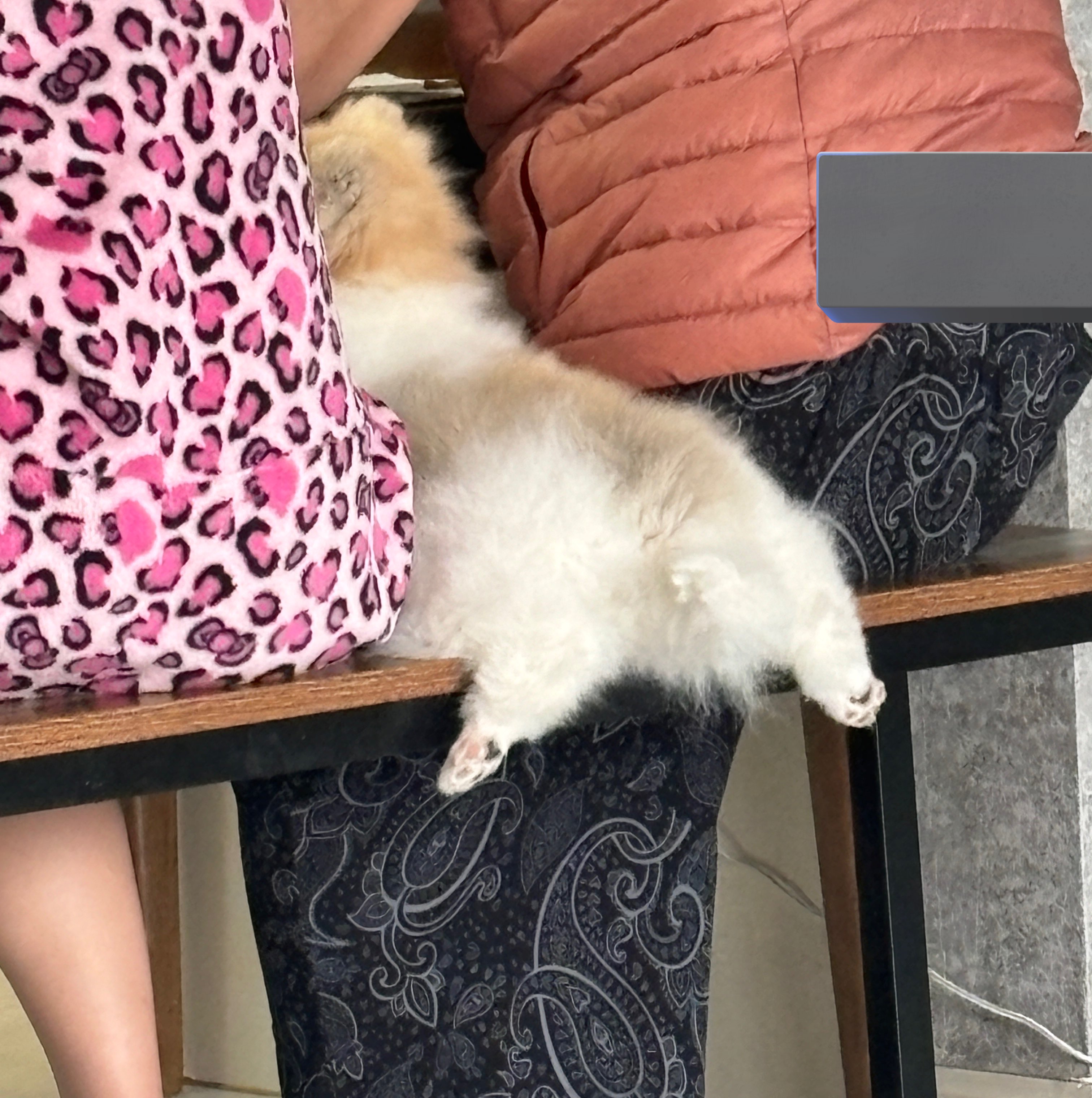 밥먹을때-맨날-이렇게-자연스럽게-끼어있음.-부르면-2번째사진처럼-쳐다봄-1-이미지