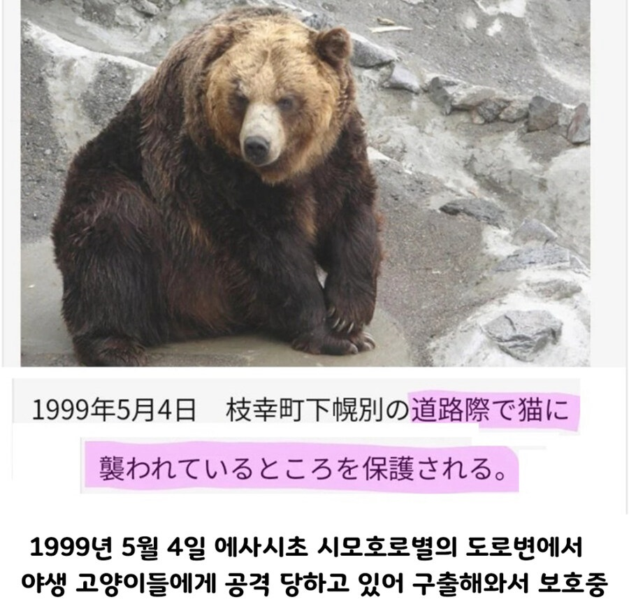 일본-곰-목장의-19대-보스곰-프로필.jpg-1-이미지