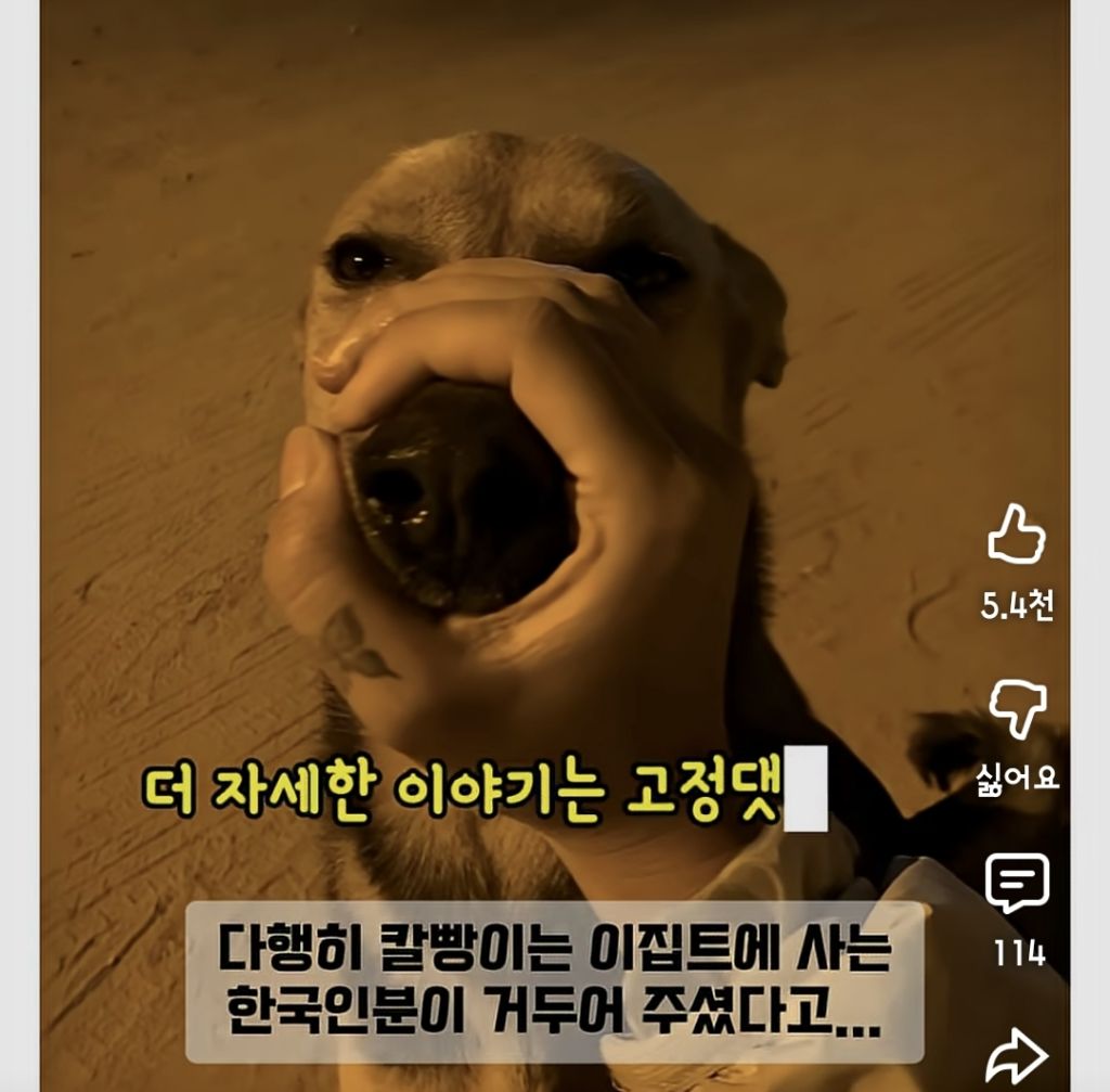 한국인만-반기는-이집트-강아지-칼빵이-7-이미지