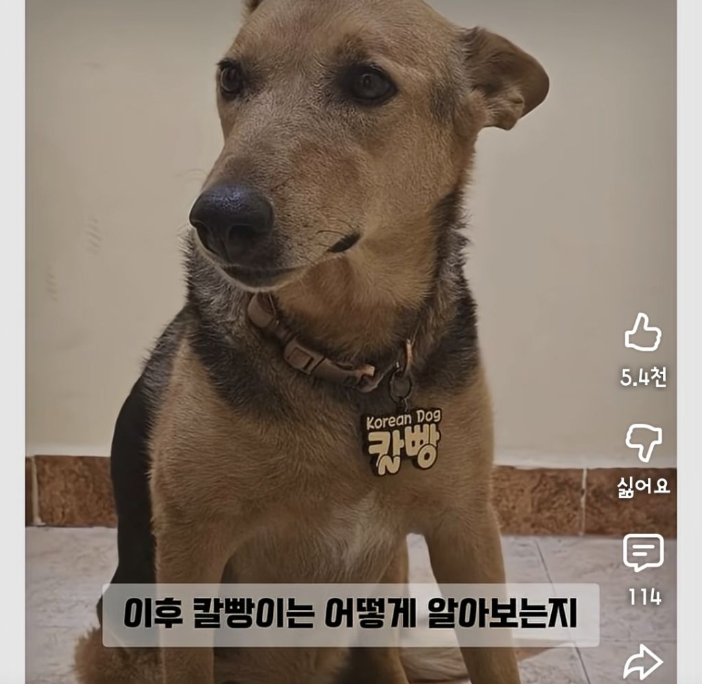 한국인만-반기는-이집트-강아지-칼빵이-3-이미지