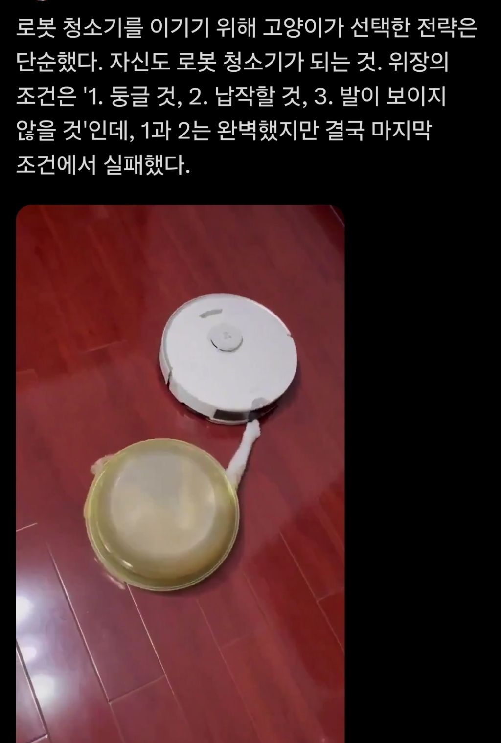 로봇-청소기를-이기기-위해-고양이가-선택한-전략-0-이미지