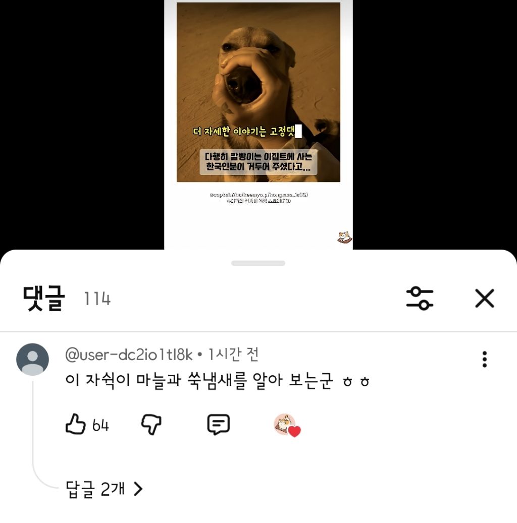 한국인만-반기는-이집트-강아지-칼빵이-8-이미지