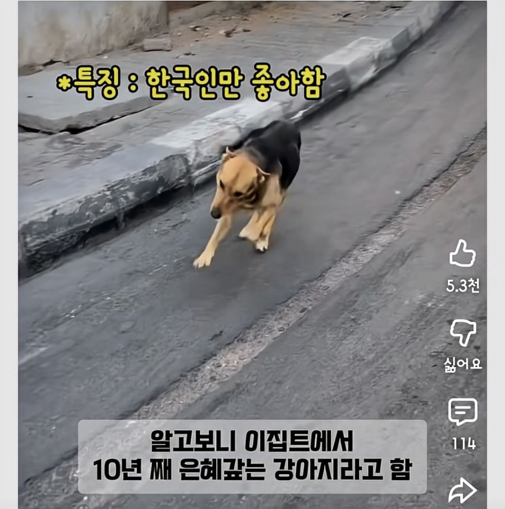 한국인만-반기는-이집트-강아지-칼빵이-1-이미지