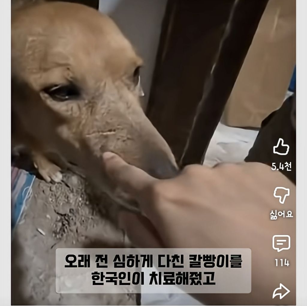 한국인만-반기는-이집트-강아지-칼빵이-2-이미지