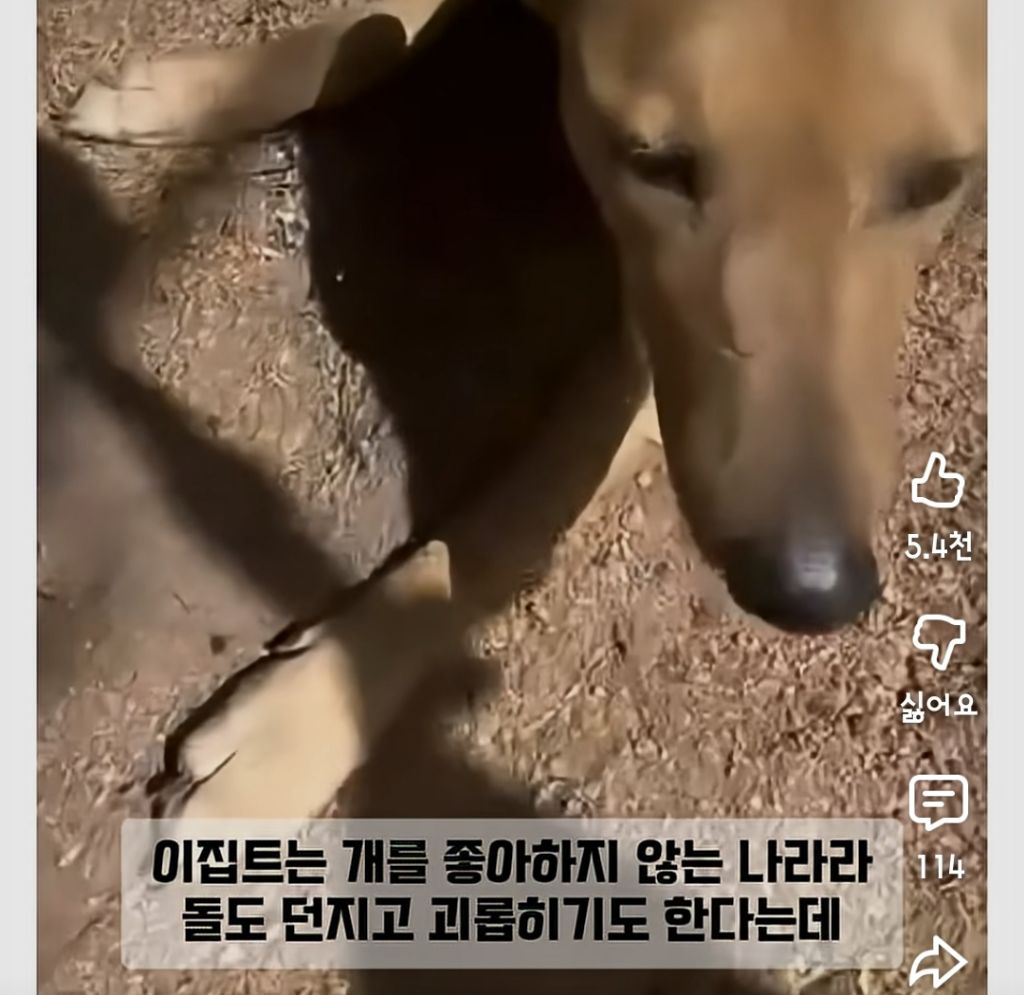 한국인만-반기는-이집트-강아지-칼빵이-6-이미지