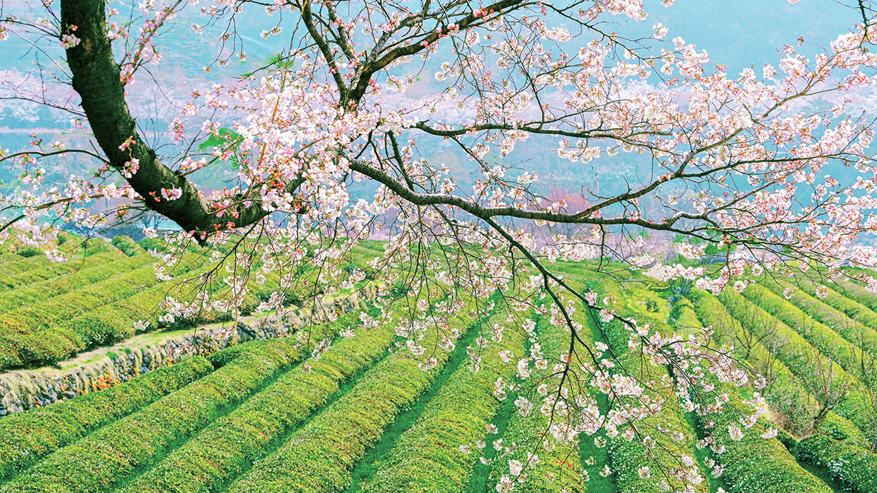 푸릇푸릇-하동-녹차밭-1-이미지
