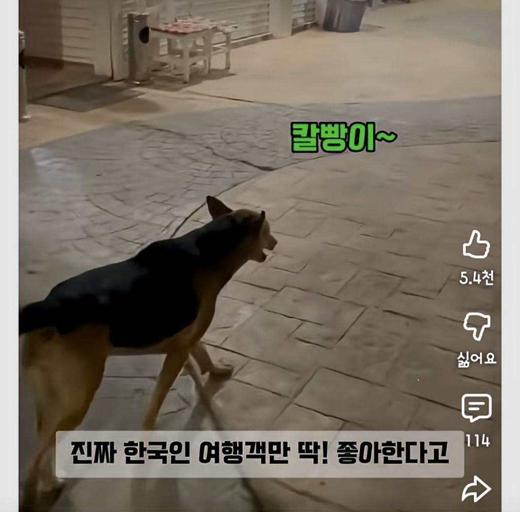 한국인만-반기는-이집트-강아지-칼빵이-5-이미지