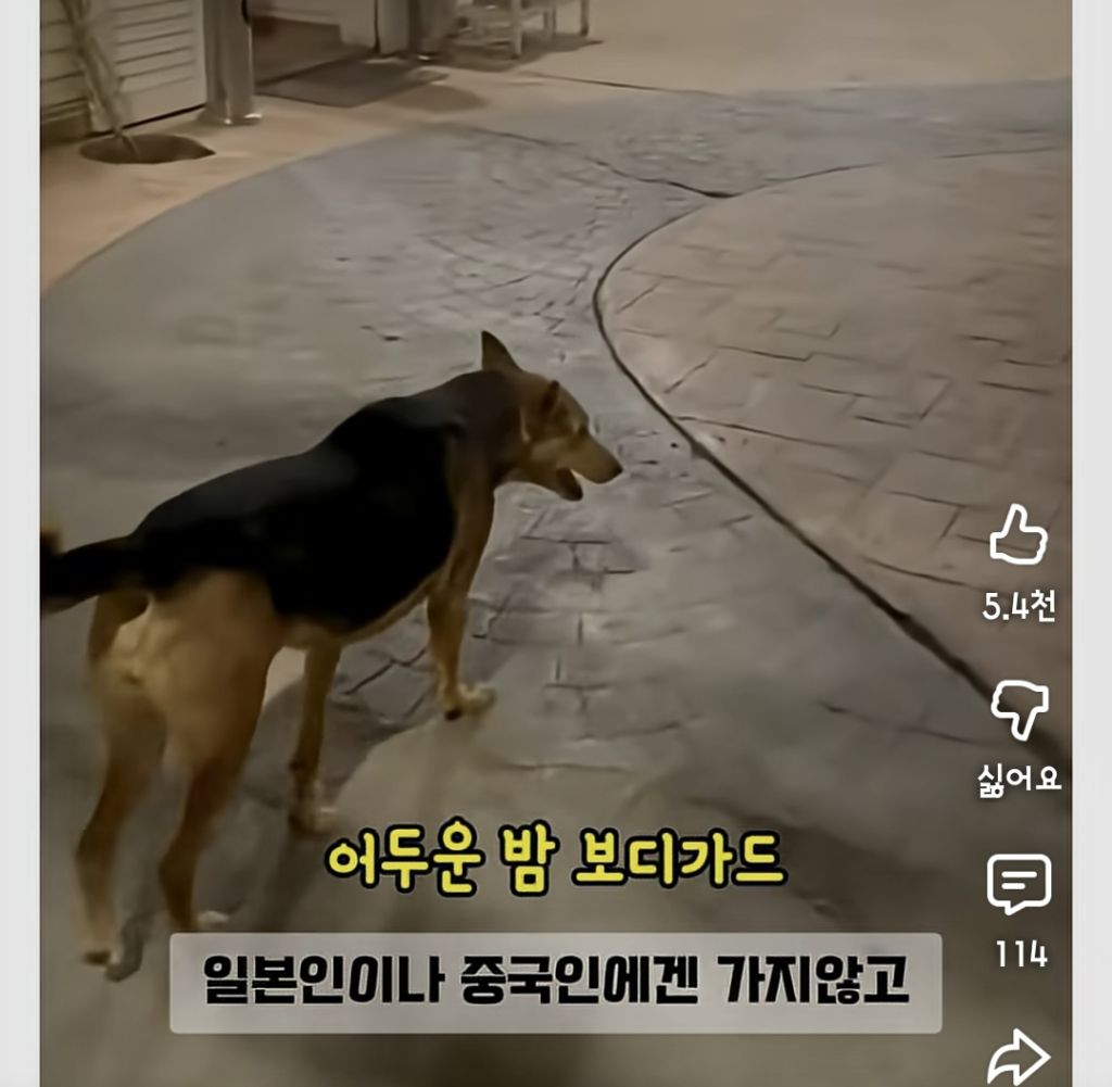한국인만-반기는-이집트-강아지-칼빵이-4-이미지