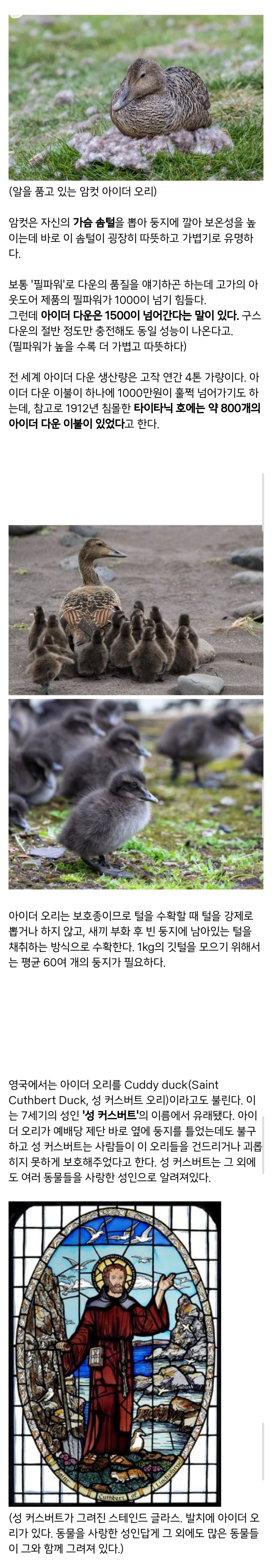 털값이-어마어마하게-비싼-오리에-대해-알아보자!-1-이미지
