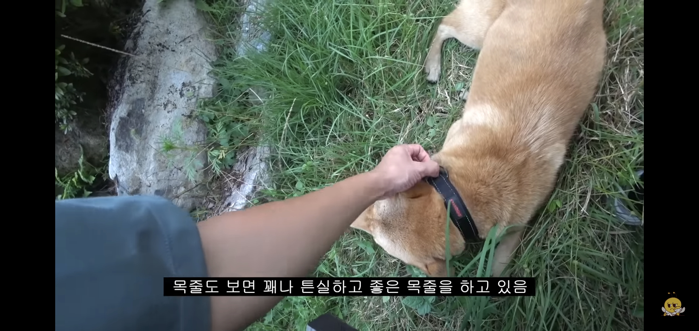 갑자기-유튜버-집에-들어온-떠돌이개가-알고보니-부잣집-도련님이었음.jpg-11-이미지