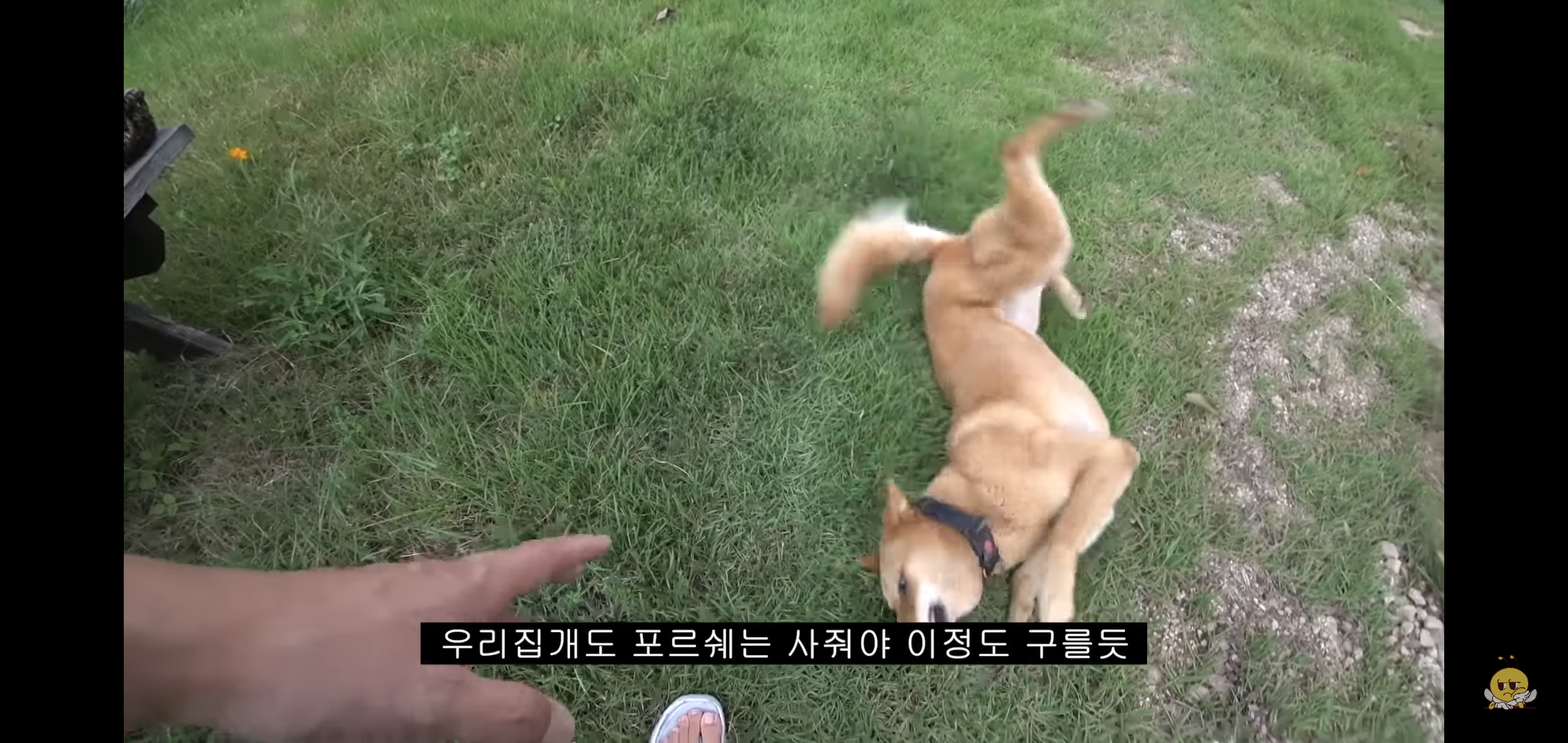 갑자기-유튜버-집에-들어온-떠돌이개가-알고보니-부잣집-도련님이었음.jpg-6-이미지