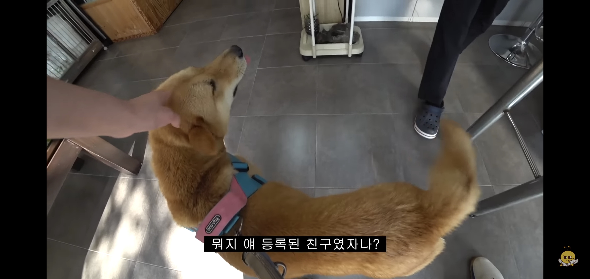 갑자기-유튜버-집에-들어온-떠돌이개가-알고보니-부잣집-도련님이었음.jpg-20-이미지