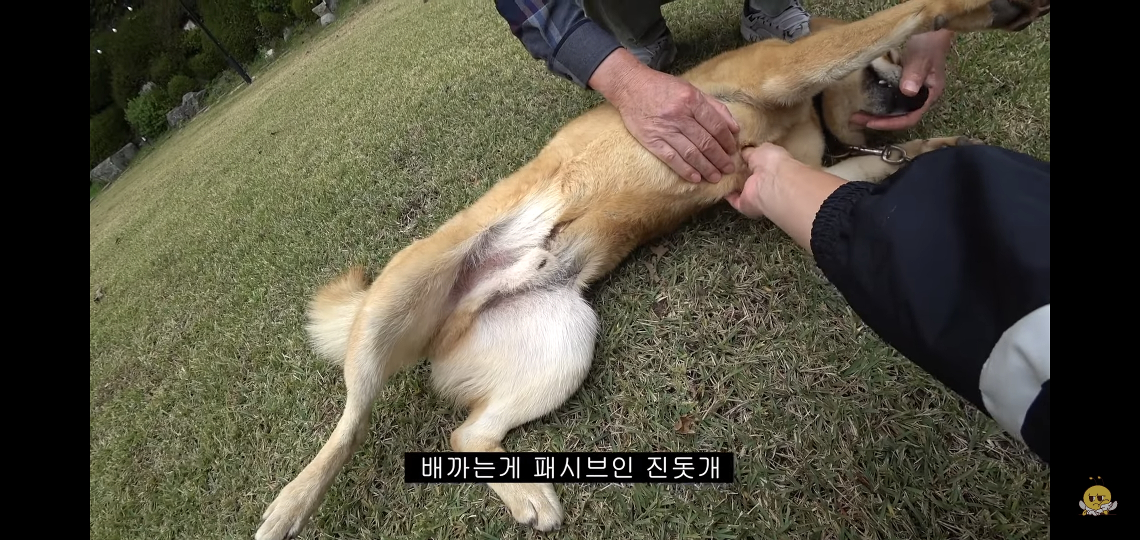 갑자기-유튜버-집에-들어온-떠돌이개가-알고보니-부잣집-도련님이었음.jpg-52-이미지