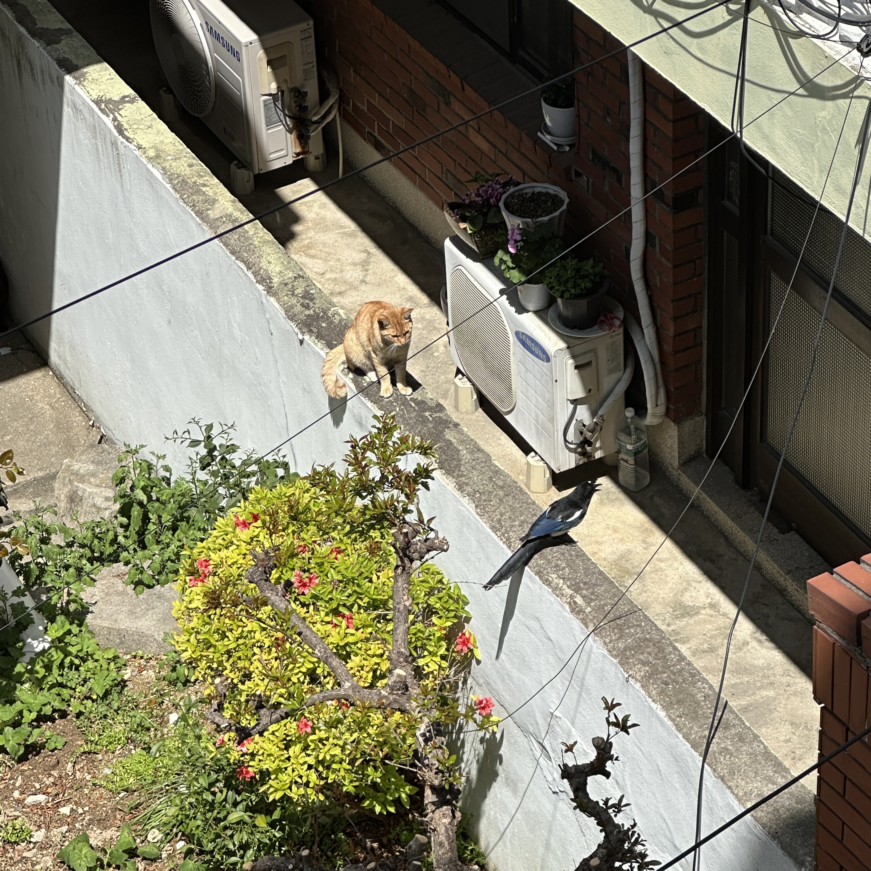 한시간째-까치가-고양이-조롱-중-2-이미지