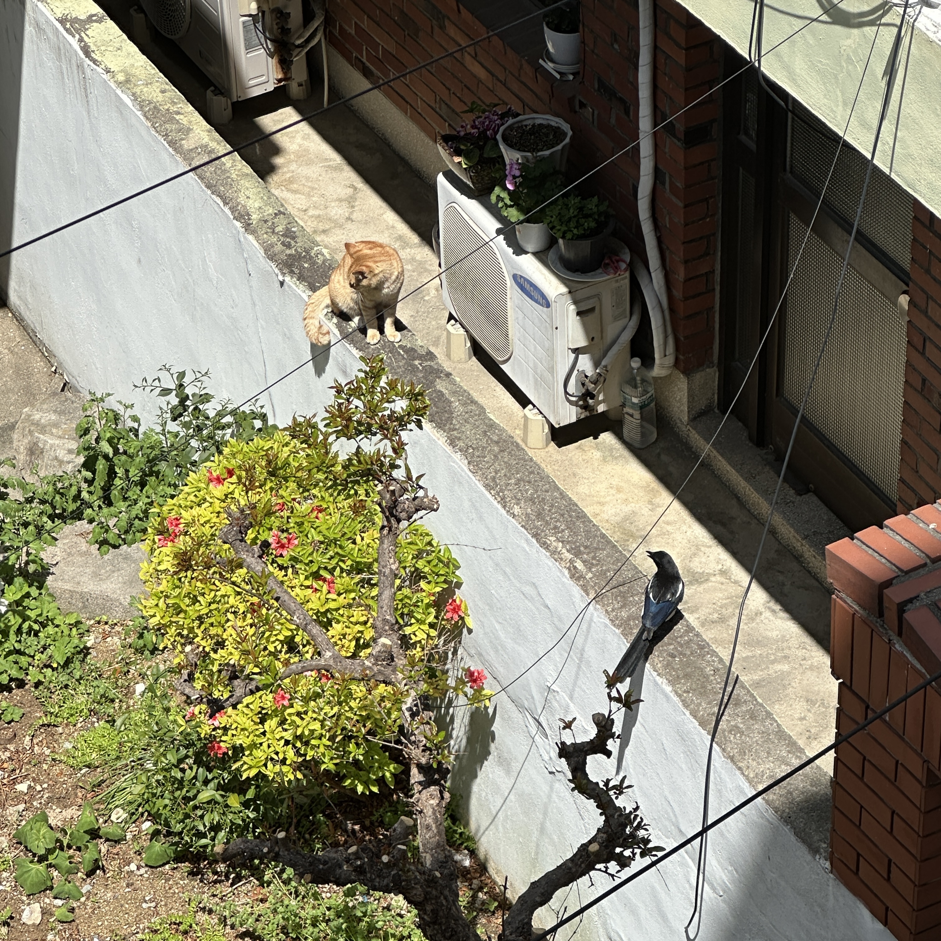 한시간째-까치가-고양이-조롱-중-1-이미지