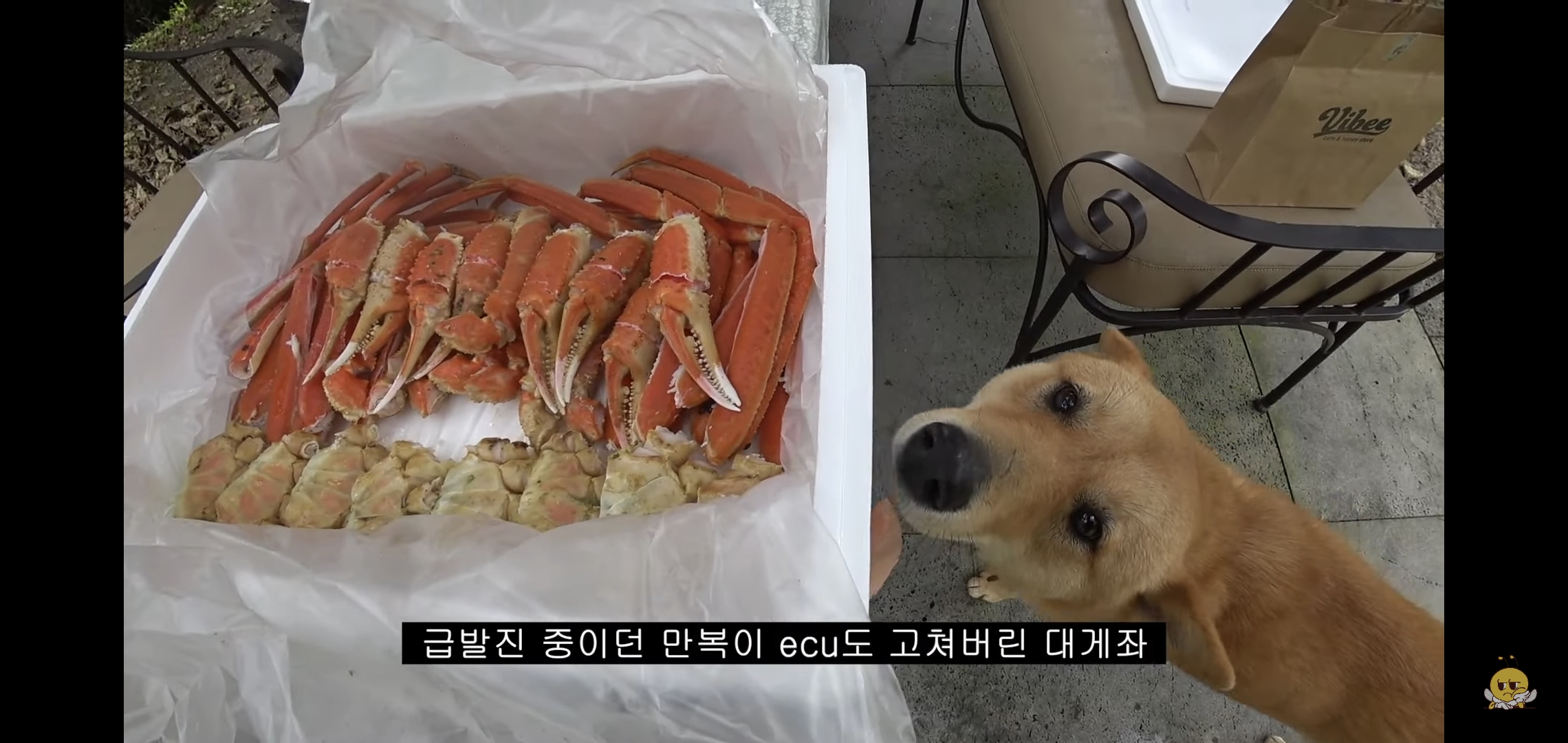 갑자기-유튜버-집에-들어온-떠돌이개가-알고보니-부잣집-도련님이었음.jpg-60-이미지