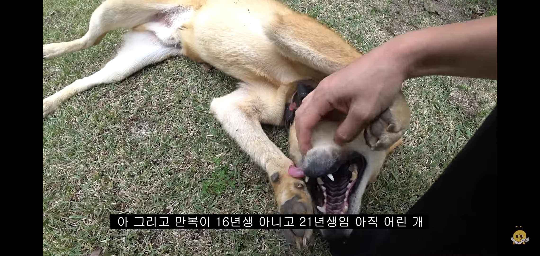 갑자기-유튜버-집에-들어온-떠돌이개가-알고보니-부잣집-도련님이었음.jpg-53-이미지