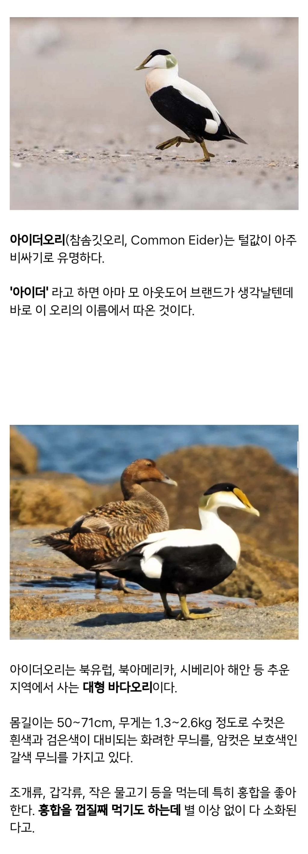 털값이-어마어마하게-비싼-오리에-대해-알아보자!-0-이미지