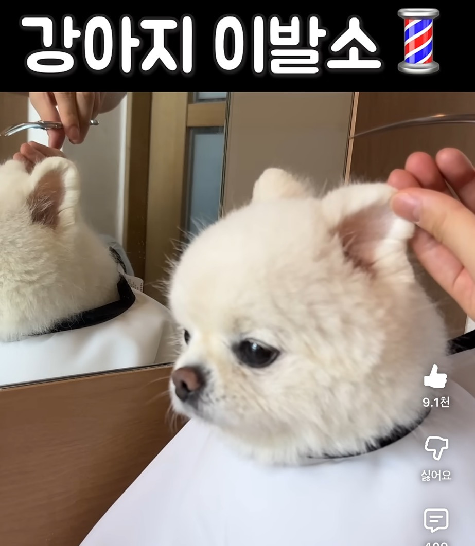 강아지-이발소💈-2-이미지