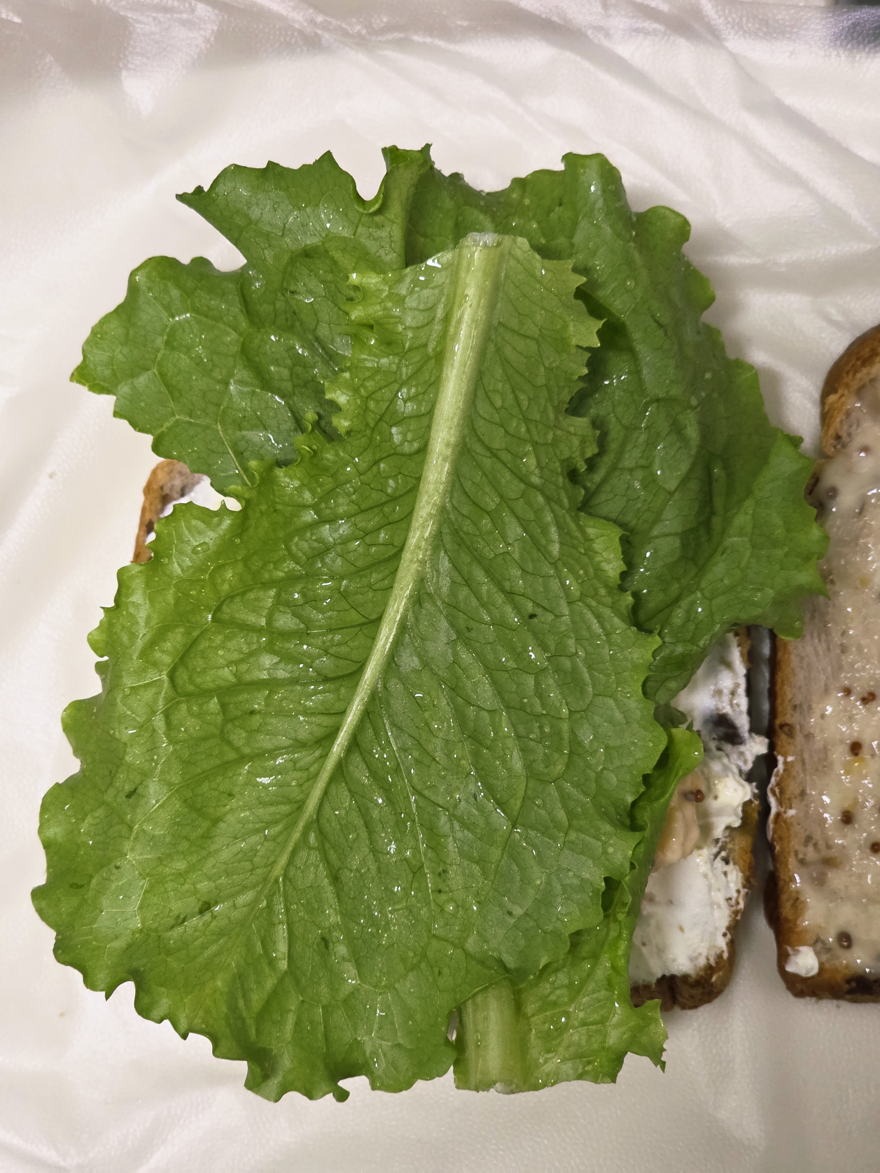 입-짧아서-맘터-휠렛버거가-남은-자의-바질-토마토-휠렛-샌드위치-6-이미지