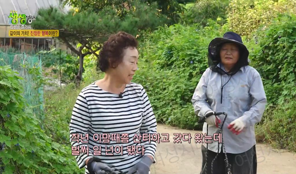 비혼여성의-로망-그자체인-생생정보통-세-할머니-60-이미지