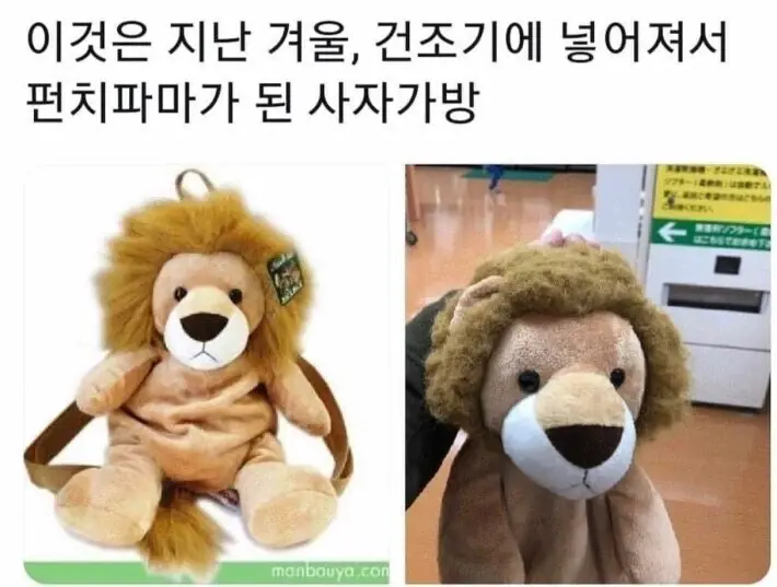 건조기에-넣고-돌린-사자가방-0-이미지