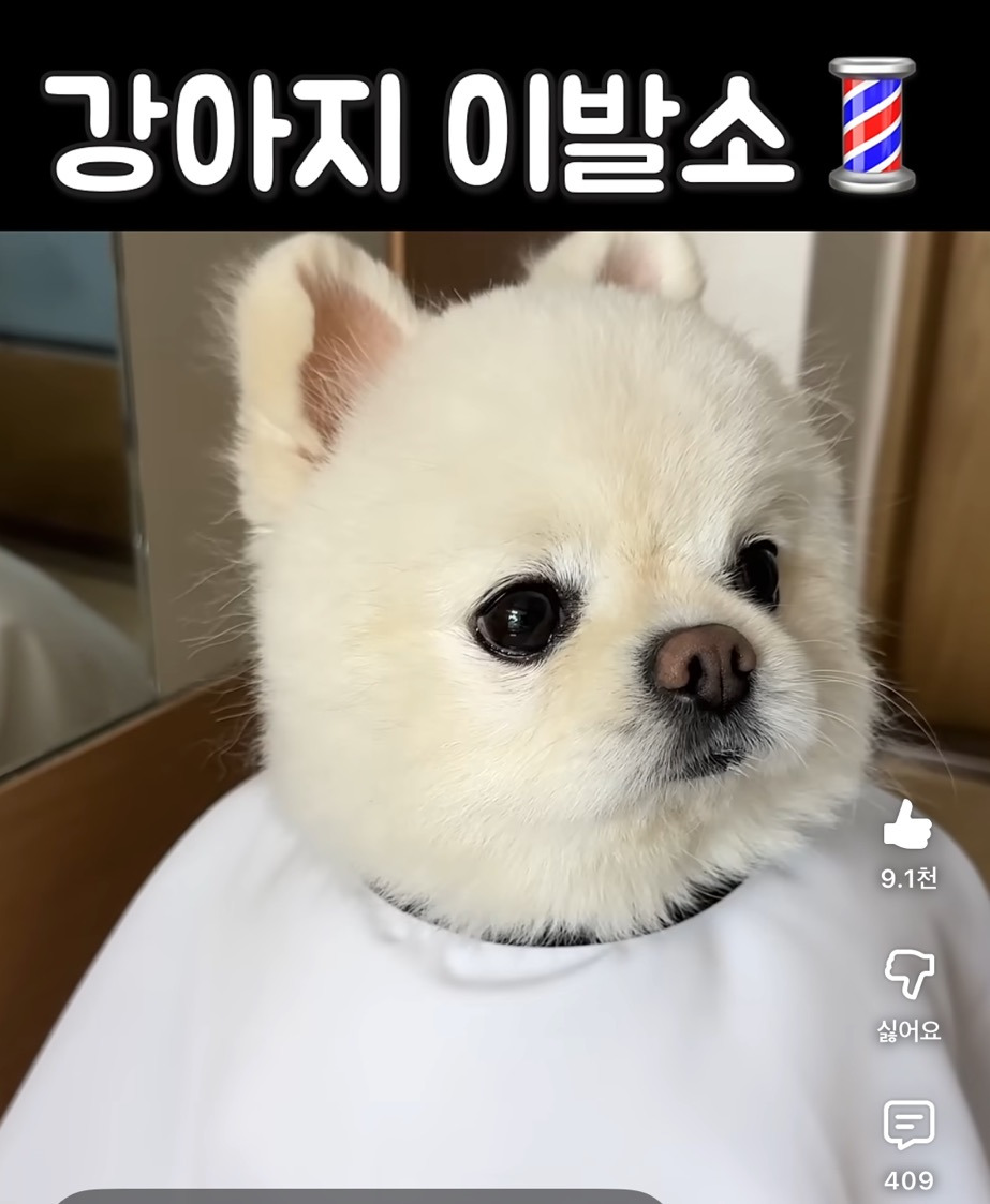 강아지-이발소💈-1-이미지