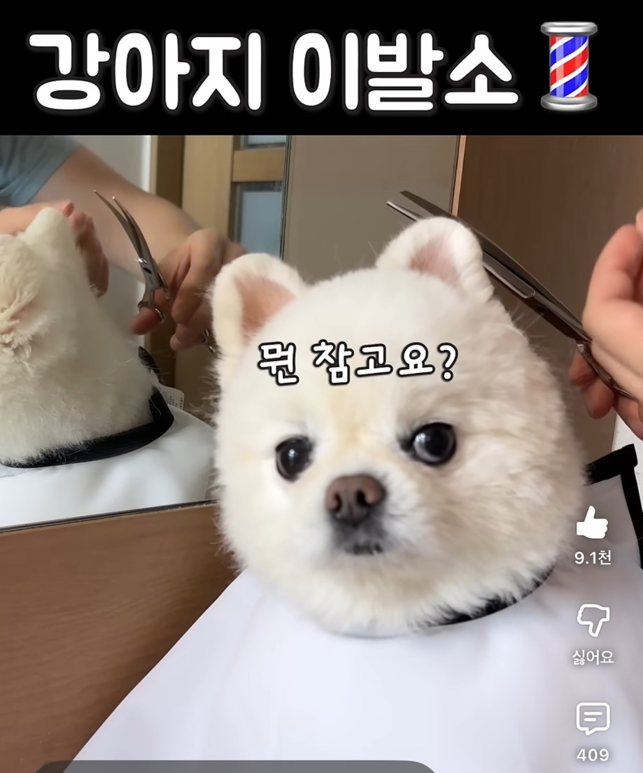 강아지-이발소💈-3-이미지