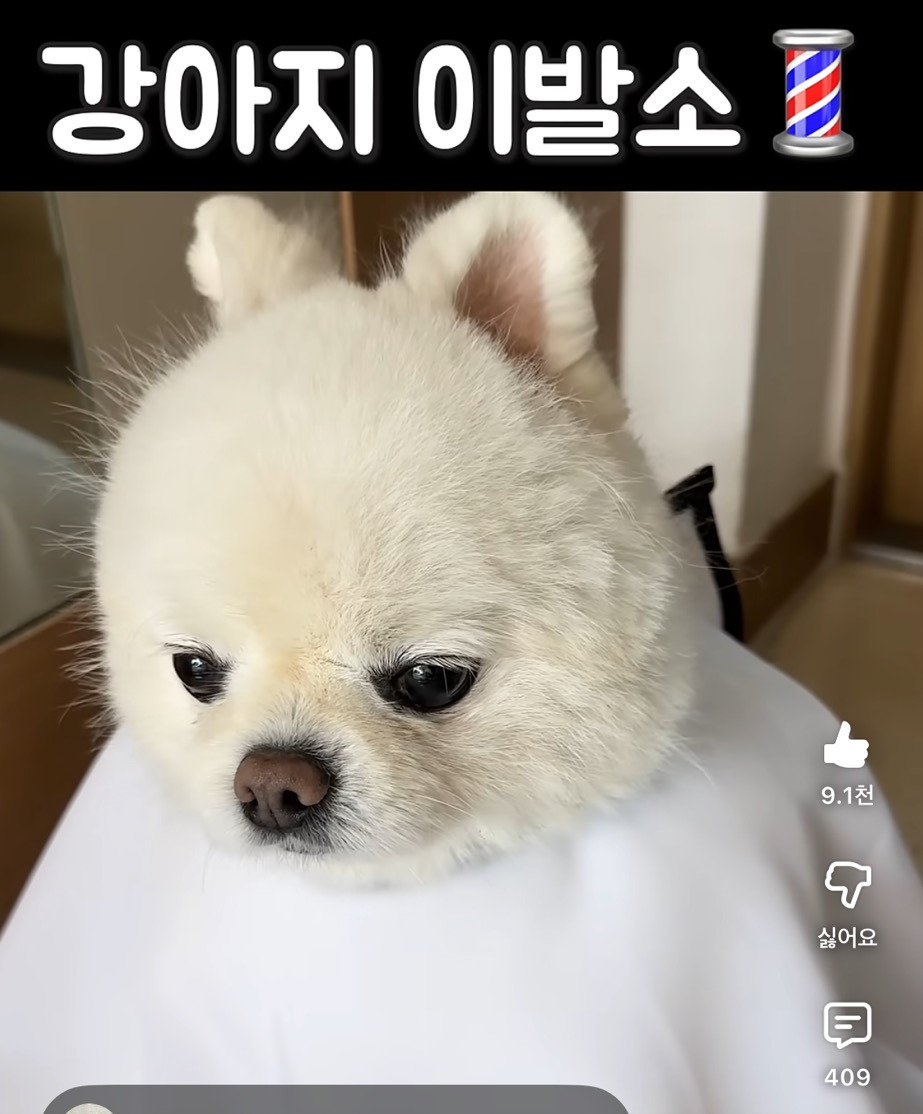 강아지-이발소💈-0-이미지