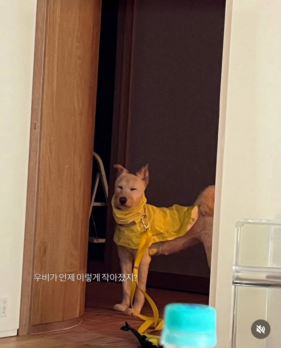 무지개다리-건넌-김고은-강아지-월이-18-이미지