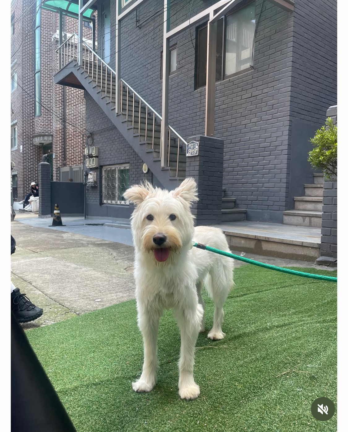 무지개다리-건넌-김고은-강아지-월이-15-이미지