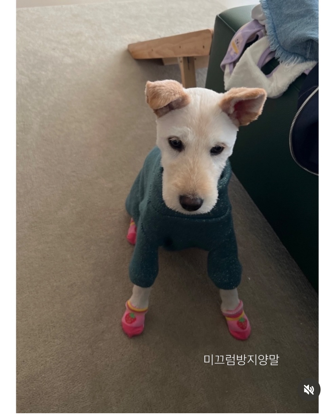 무지개다리-건넌-김고은-강아지-월이-4-이미지