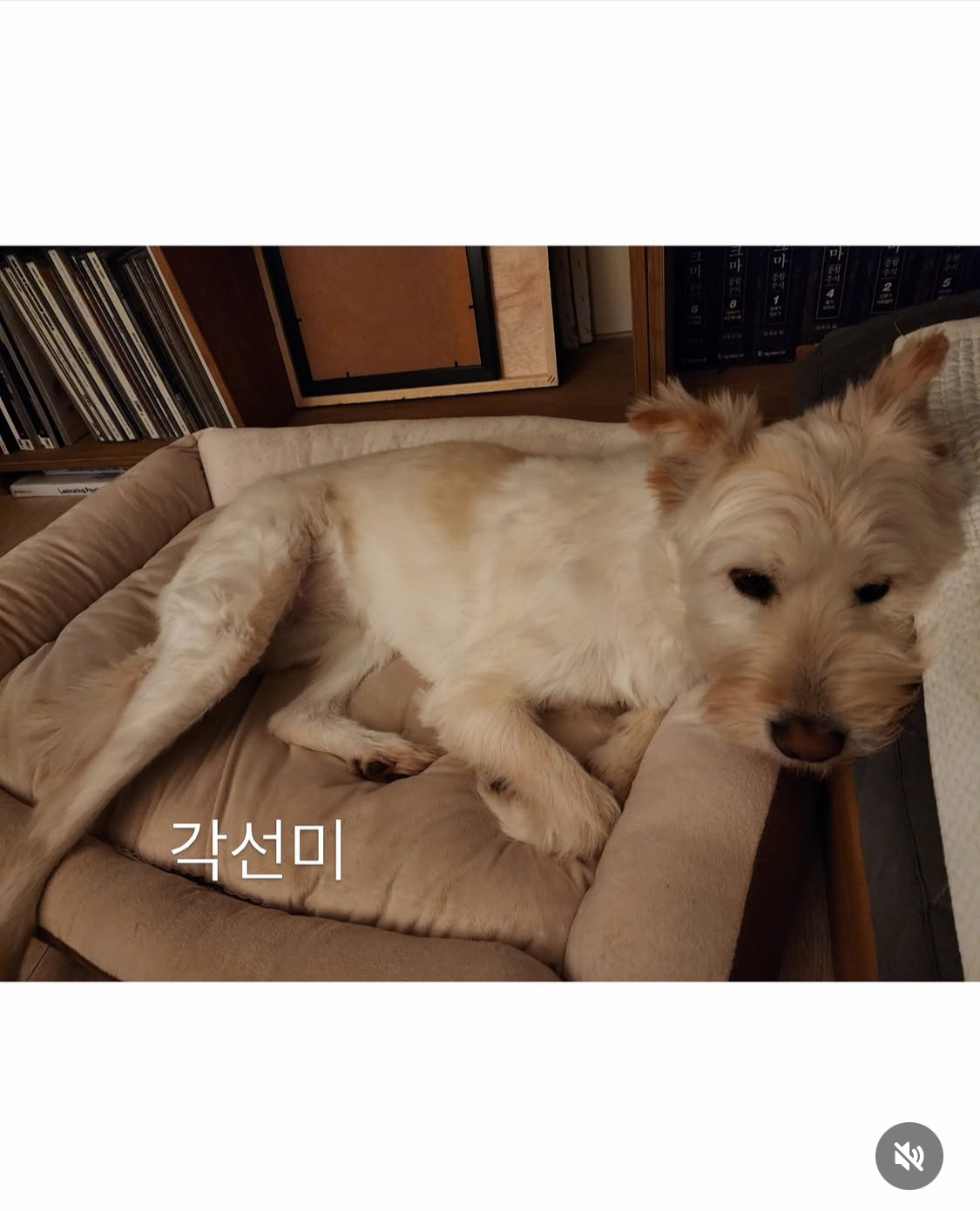 무지개다리-건넌-김고은-강아지-월이-16-이미지
