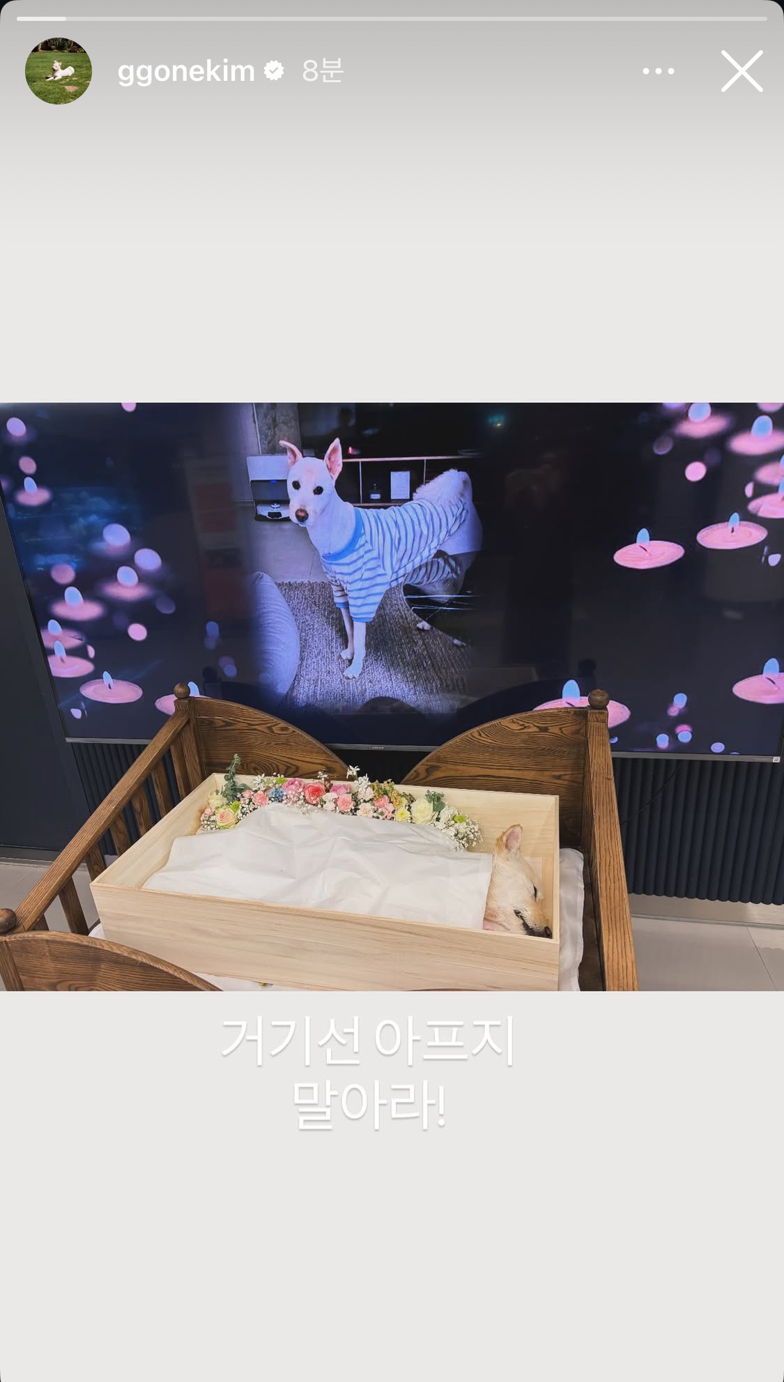 무지개다리-건넌-김고은-강아지-월이-0-이미지