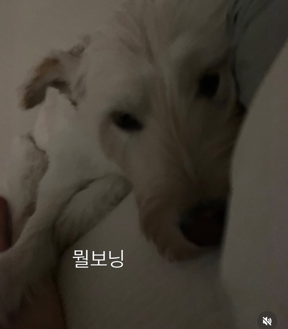 무지개다리-건넌-김고은-강아지-월이-14-이미지