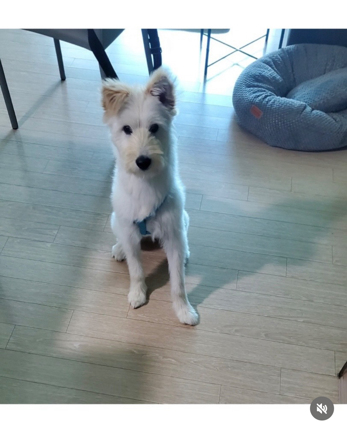 무지개다리-건넌-김고은-강아지-월이-11-이미지