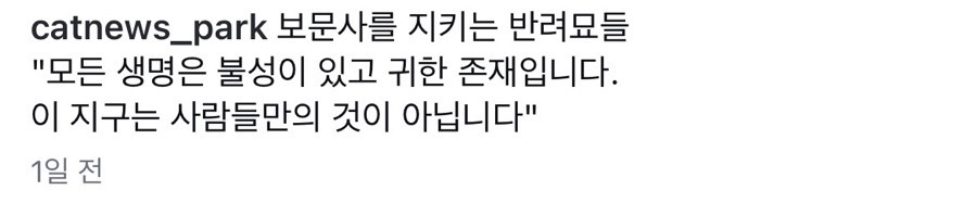 보문사에-있는-반려묘-고양이들-1-이미지