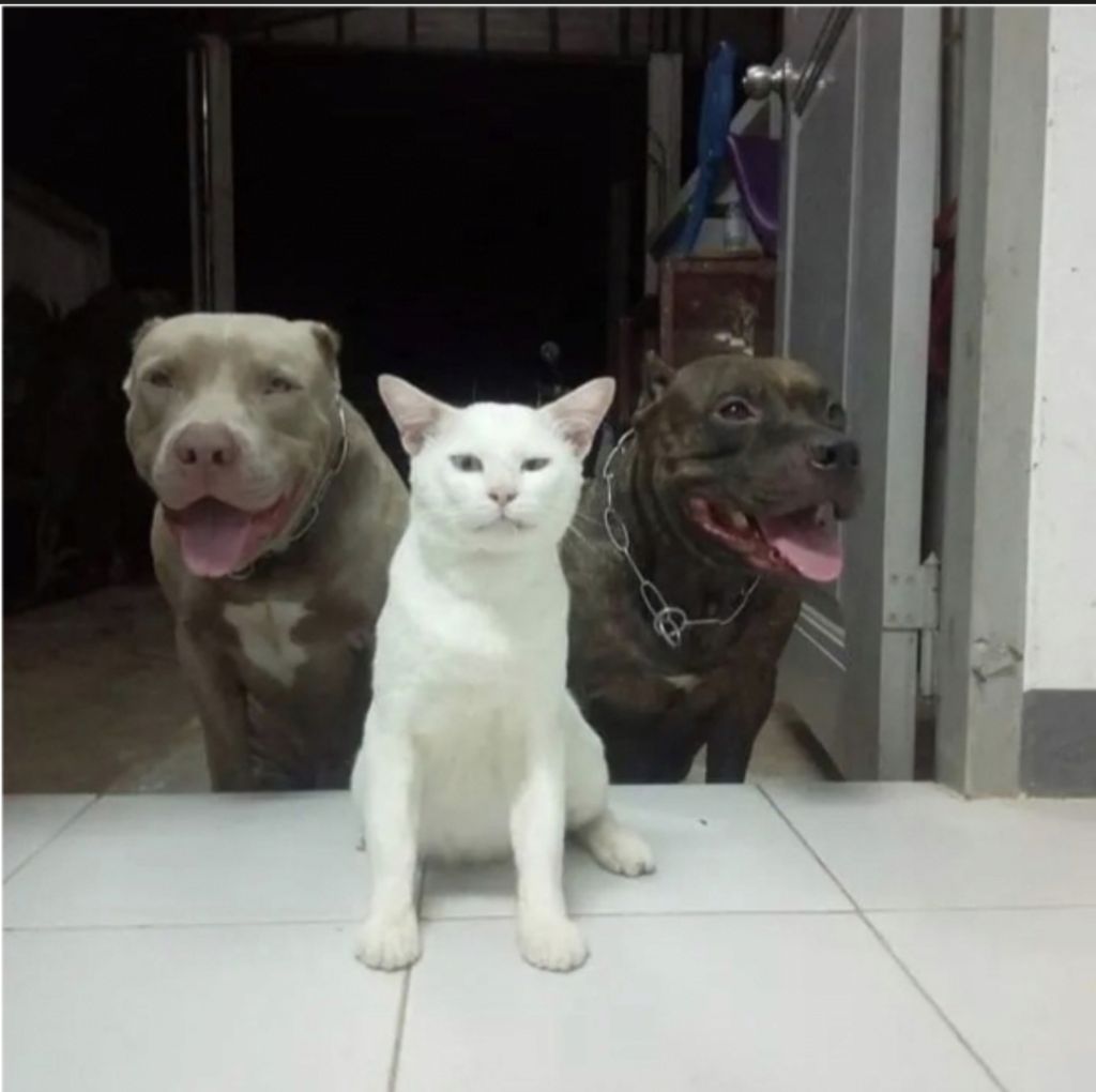 맹견과-같이-자란-고양이-8-이미지