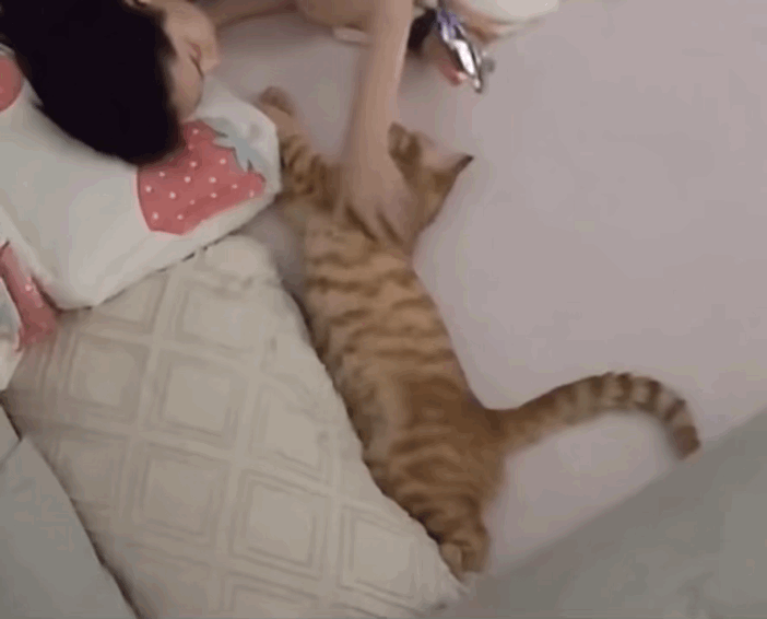 고양이-쓰다듬다-깜짝-놀란-집사.gif-0-이미지